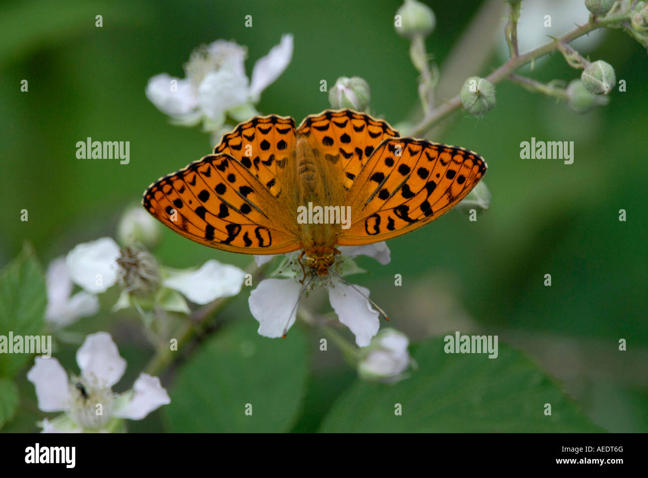 High Brown fritillary (Argynnis adippe papillon ) Banque D'Images