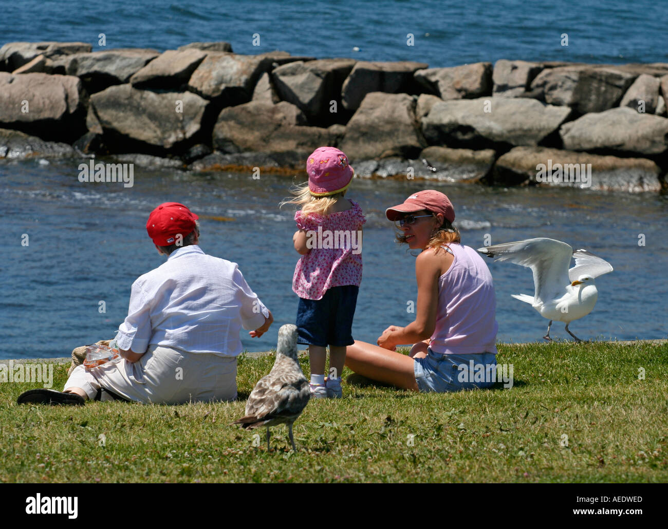 L'alimentation de la famille mouette dans Brenton Point State Park Newport Rhode Island Banque D'Images