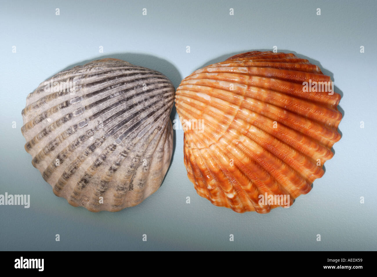 Des coquillages sur fond bleu Banque D'Images
