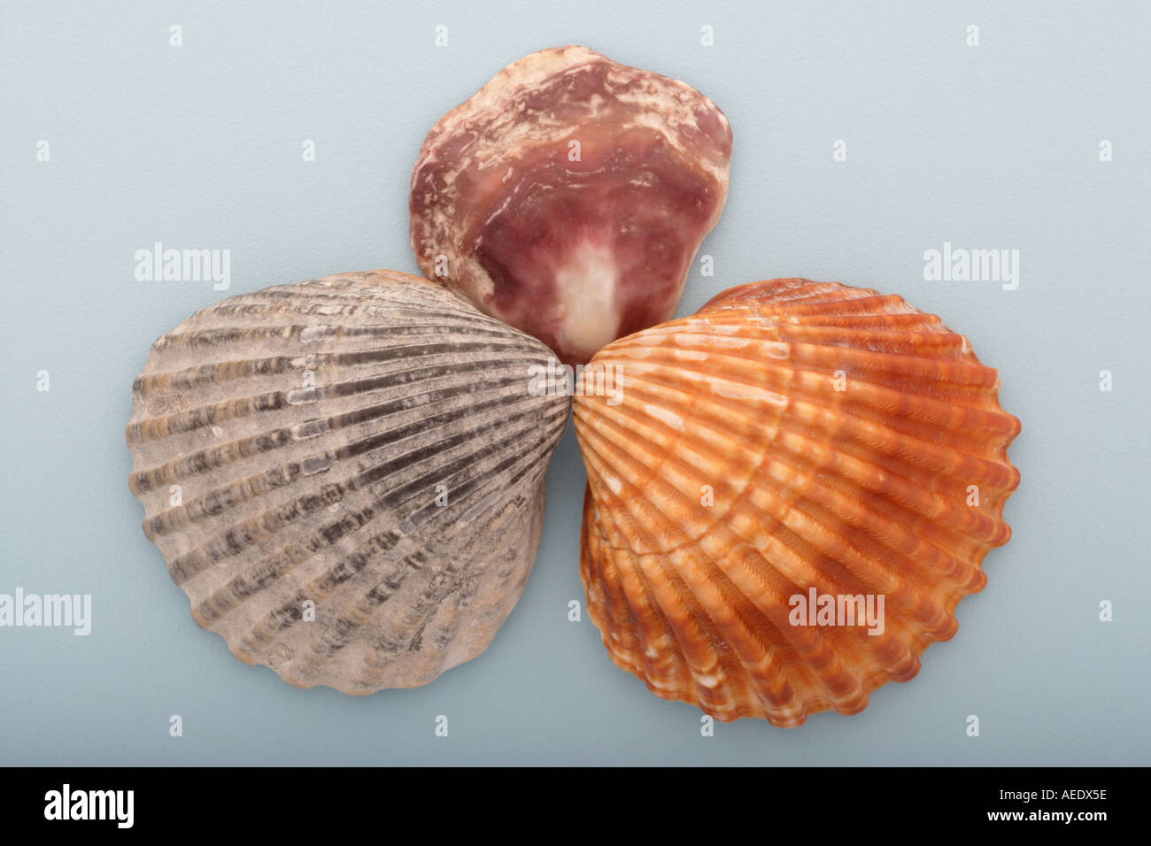Des coquillages sur fond bleu Banque D'Images