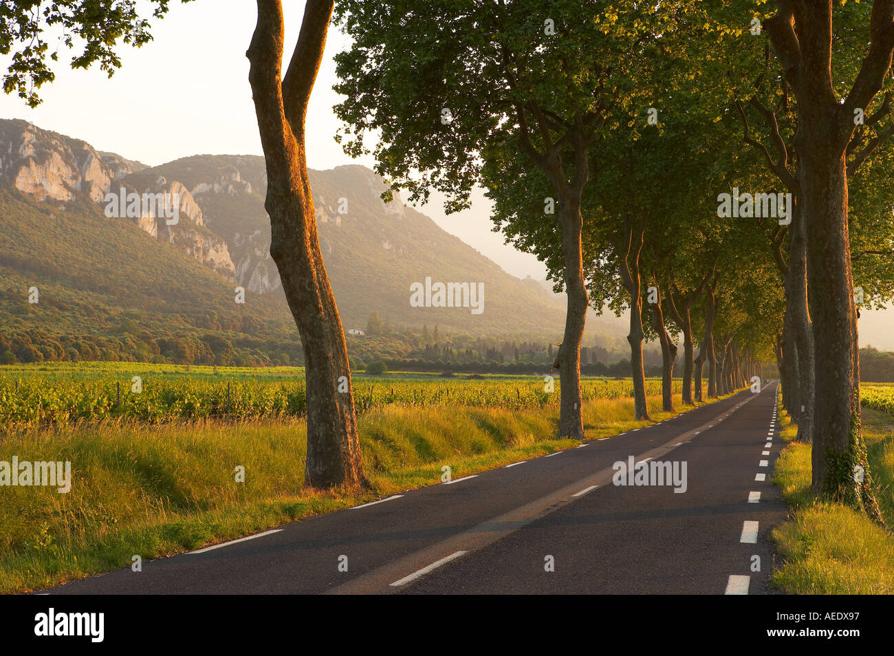 Route bordée d'une allée d'arbres dans le Val du Fenouillet Languedoc France Banque D'Images