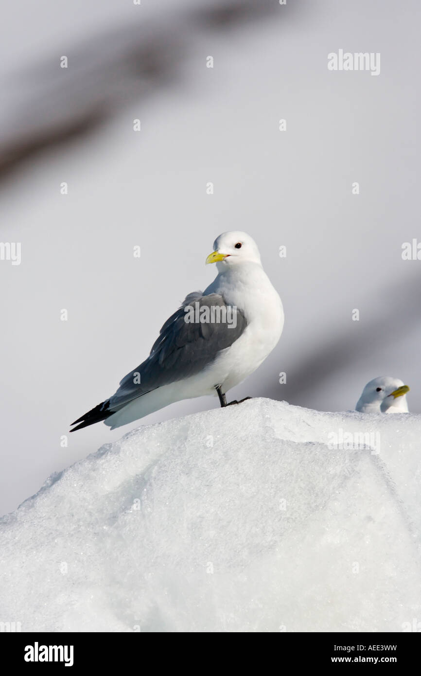 Kittewake à pattes noires sur la glace Banque D'Images