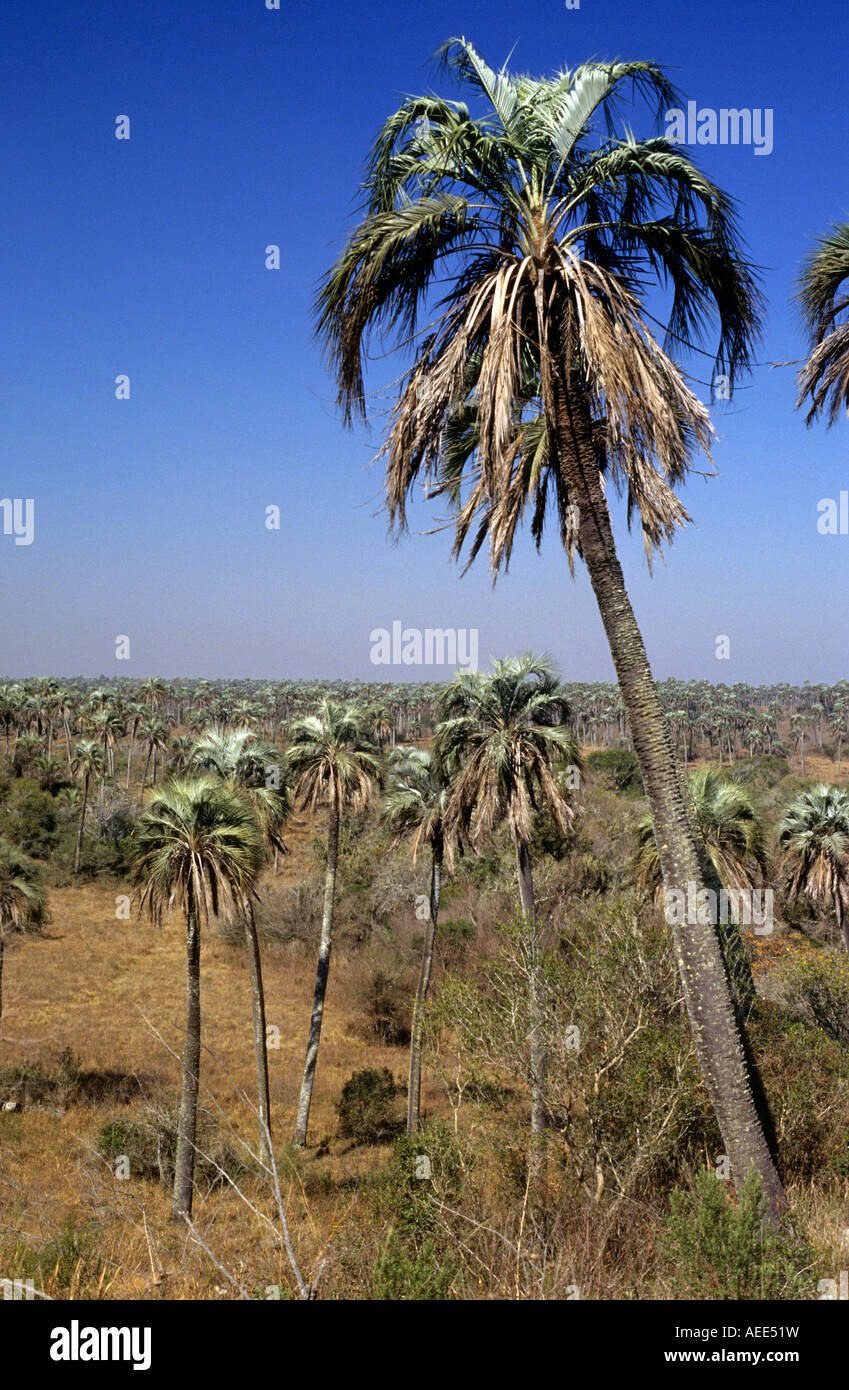 Une vue sur les palmiers yatay se tenir dans le Parc National El Palmar, Entre Rios, Argentina Banque D'Images