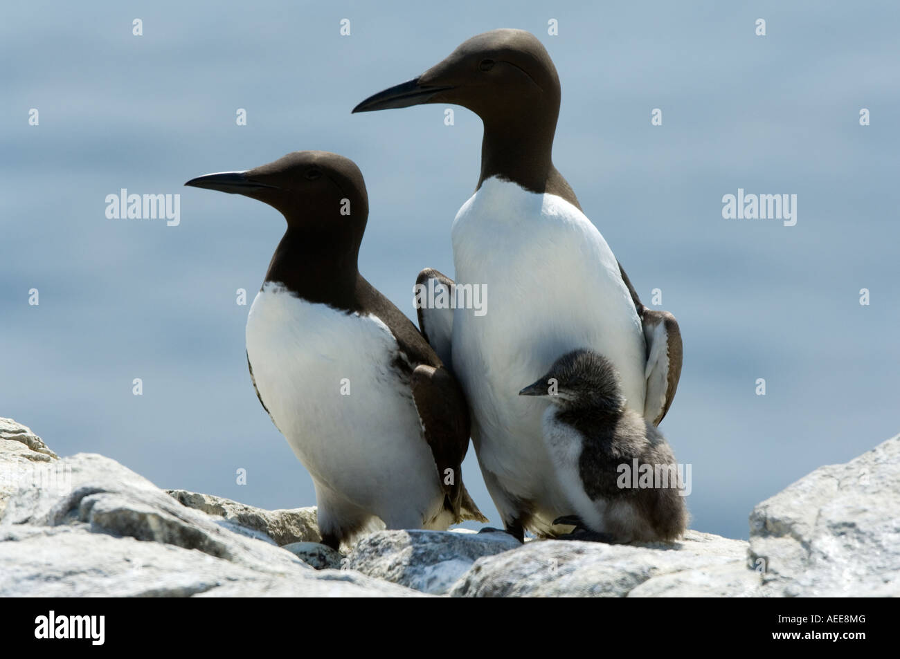 Guillemot (Uria aalge) groupe famille debout au bord de la falaise Iles Farne Côte Northumberland England UK Juin Banque D'Images