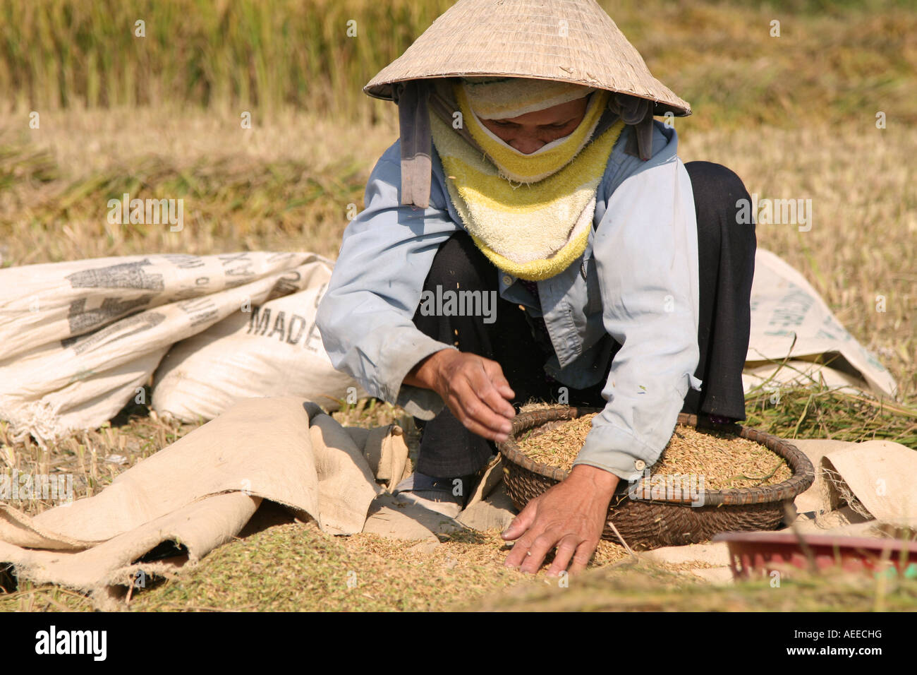 Femme au travail sur la récolte de riz Banque D'Images