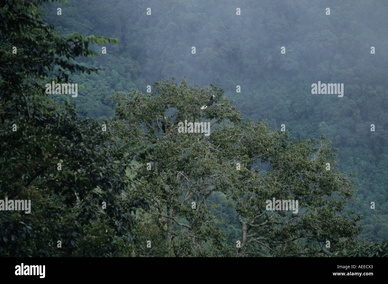 Calao à cou roux Aceros nipalensis femelle en arbre par l'autoroute principale E W E Bhoutan Banque D'Images