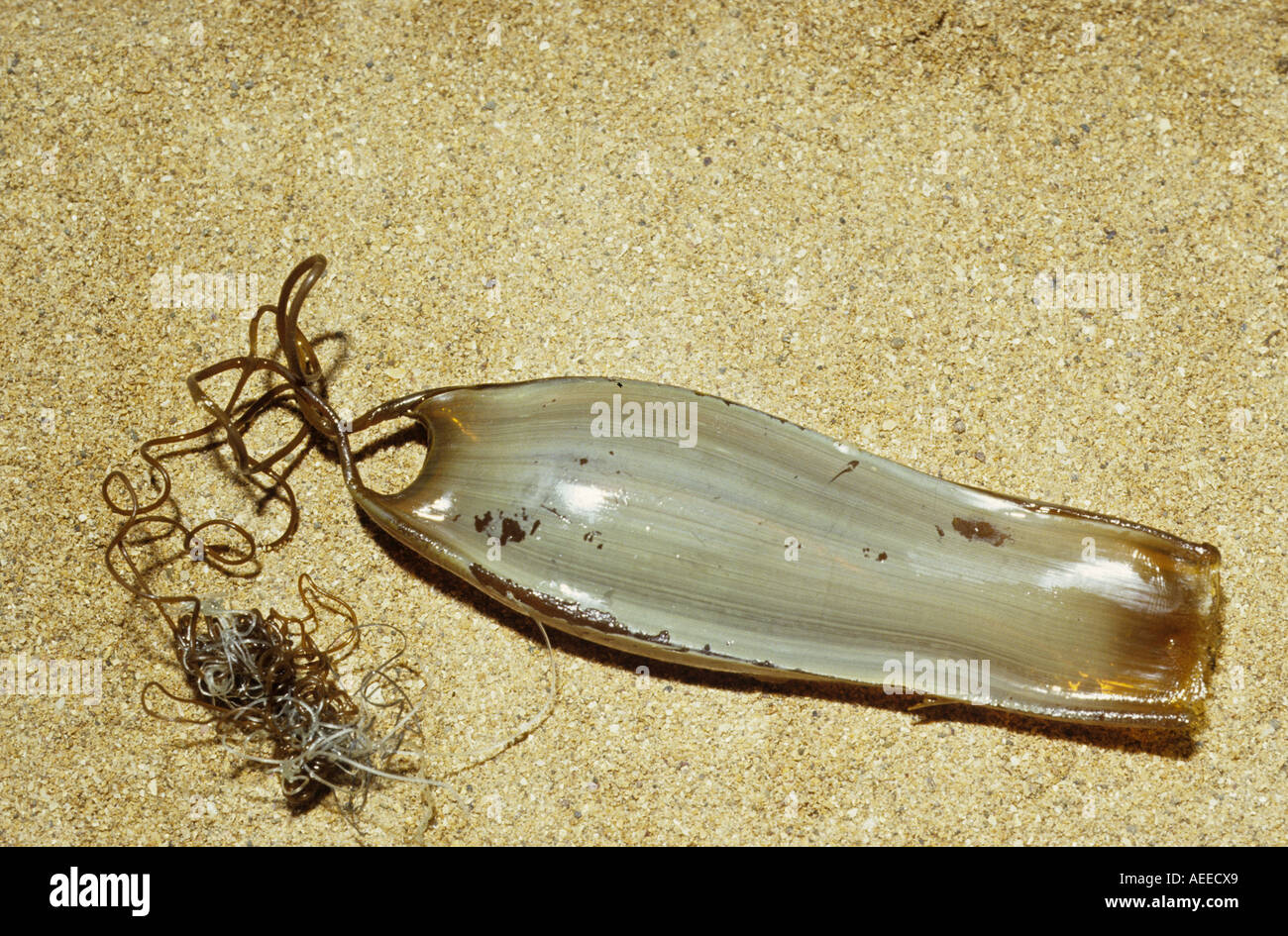 L'Aiguillat commun Scyliorhinus canicula Close up of egg cas Mermaid s Purse Banque D'Images