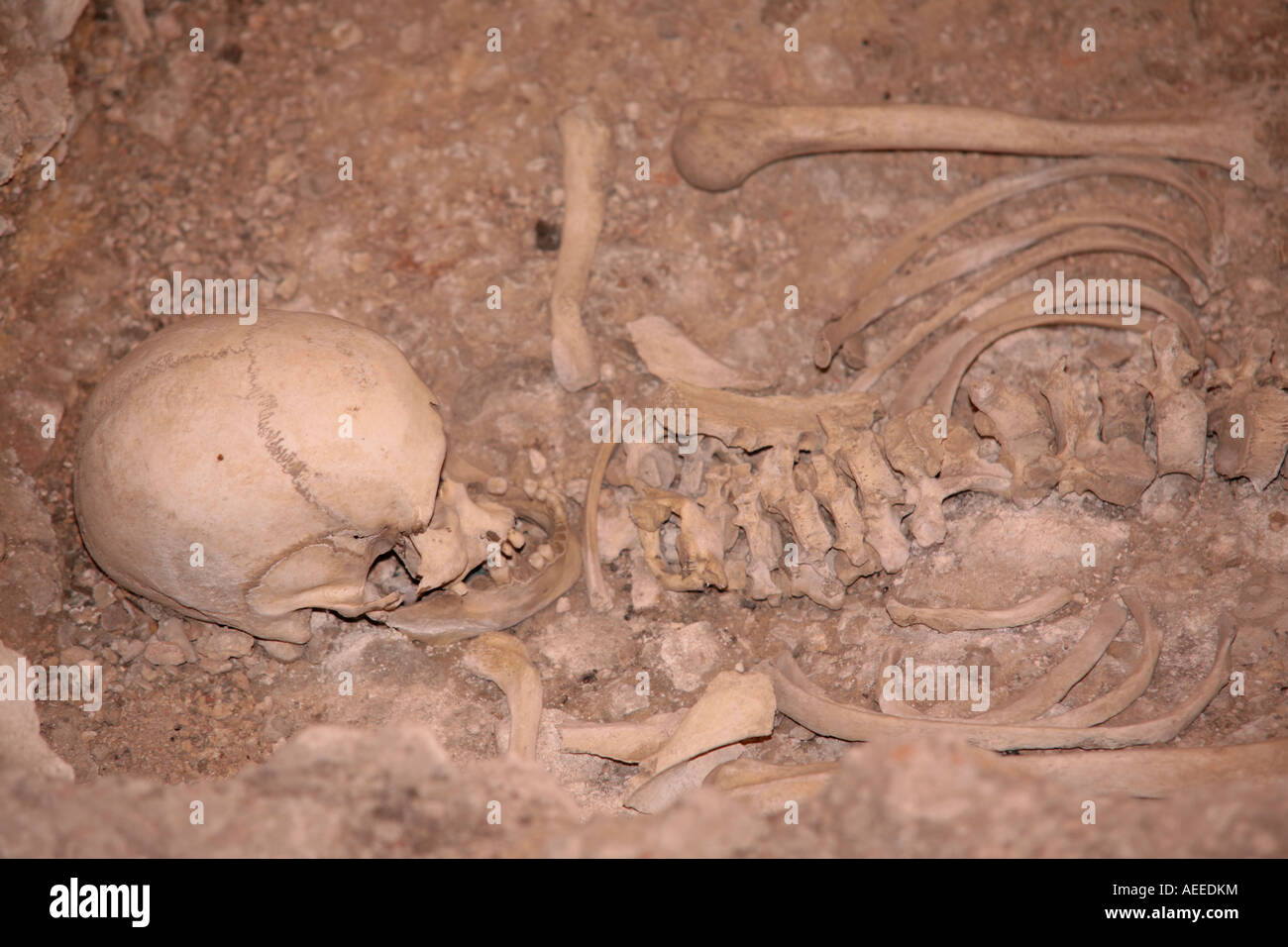 Squelette humain excavée de sous le plancher de Fishbourne Roman Palace, West Sussex, Angleterre Banque D'Images