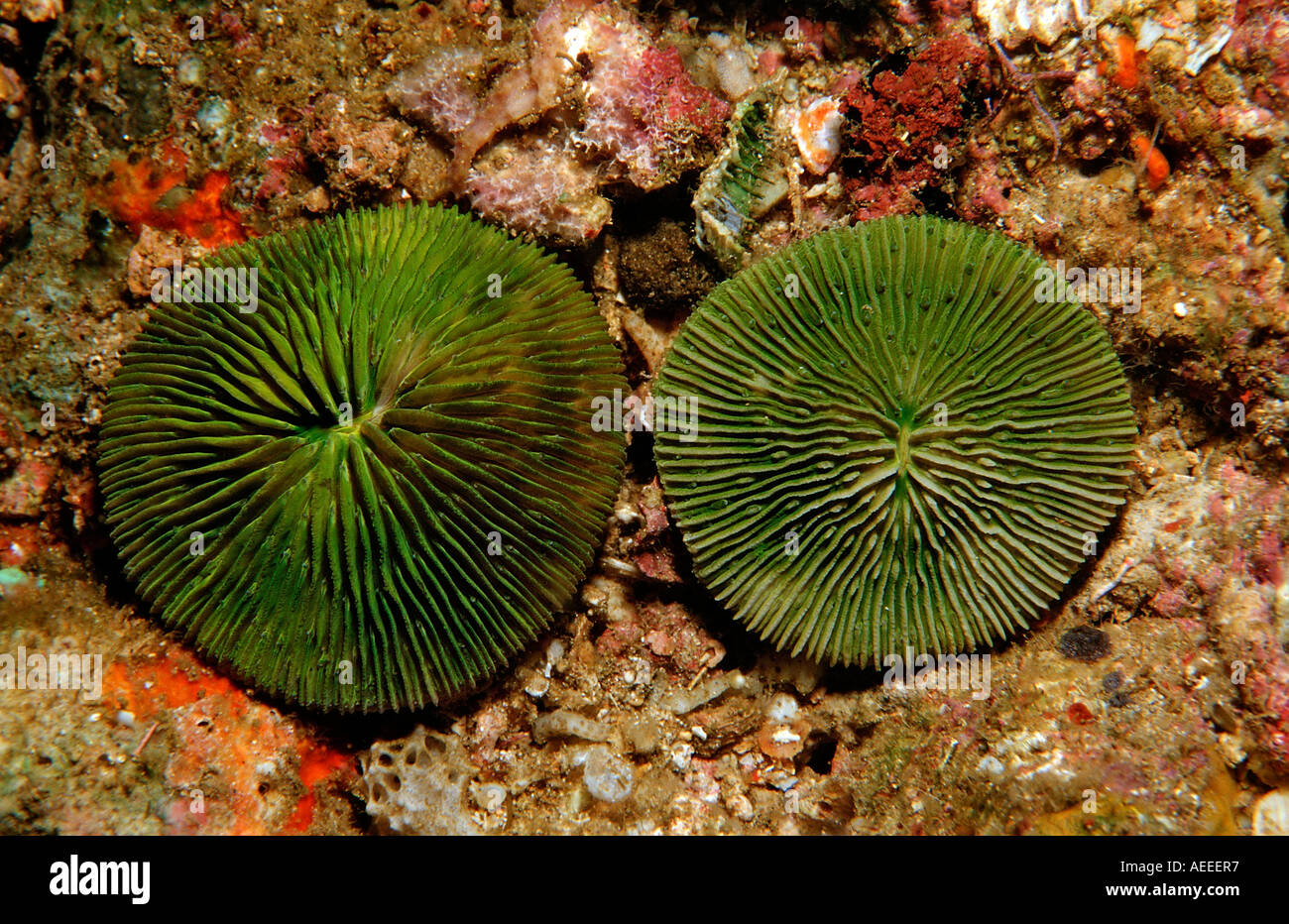 Champignons Corail Corail fluorescence fluorescenc Ctenactis echinata Parc National de Komodo en Indonésie de l'Océan Indien Banque D'Images