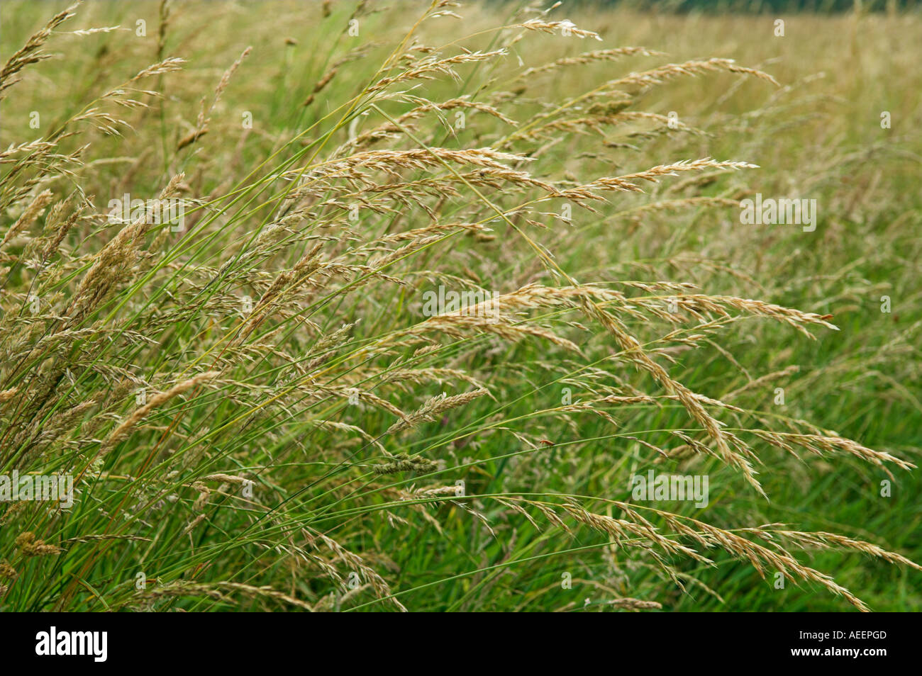 L'herbe haute dans le vent Banque D'Images