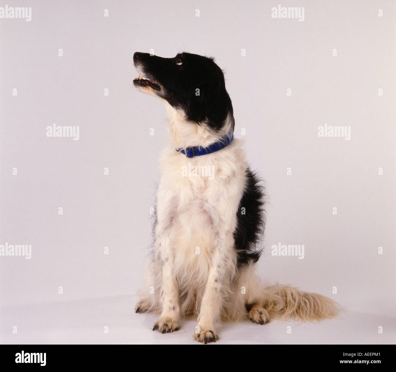 Chien à la recherche jusqu'à sa gauche avec un mémoire sur le visage Banque D'Images