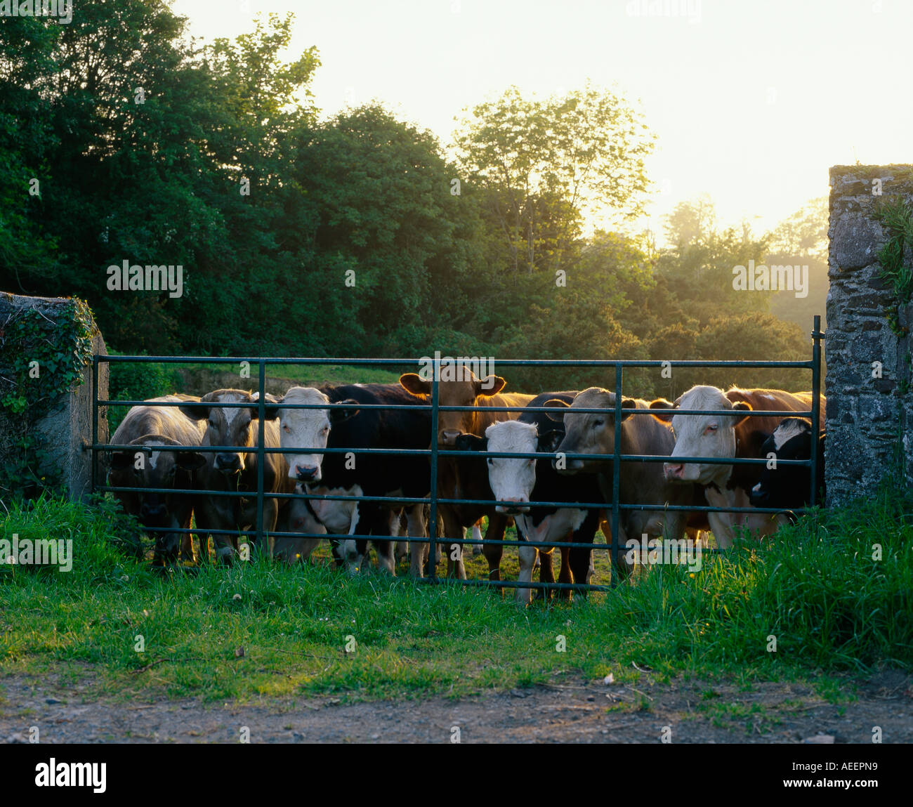 Un certain nombre de vaches debout à l'intérieur d'une ferme avec le soleil derrière eux Banque D'Images