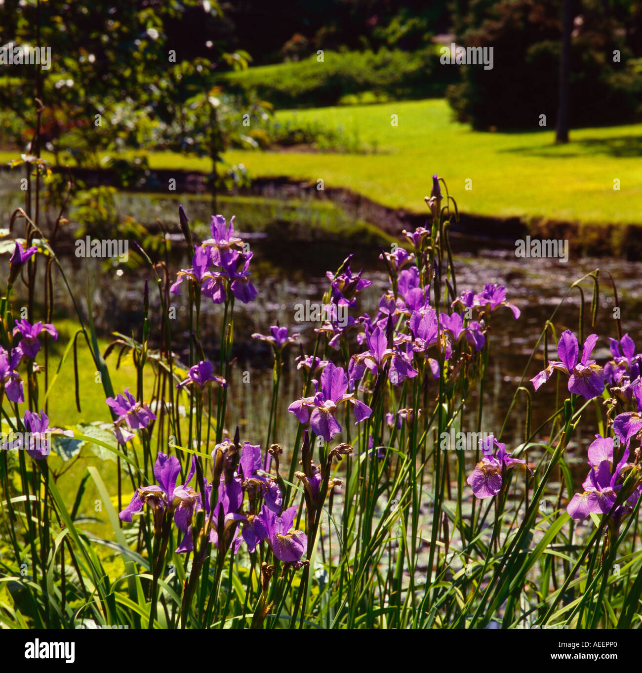 Iris fleurs violet en face d'un étang dans un jardin sur une journée ensoleillée Banque D'Images