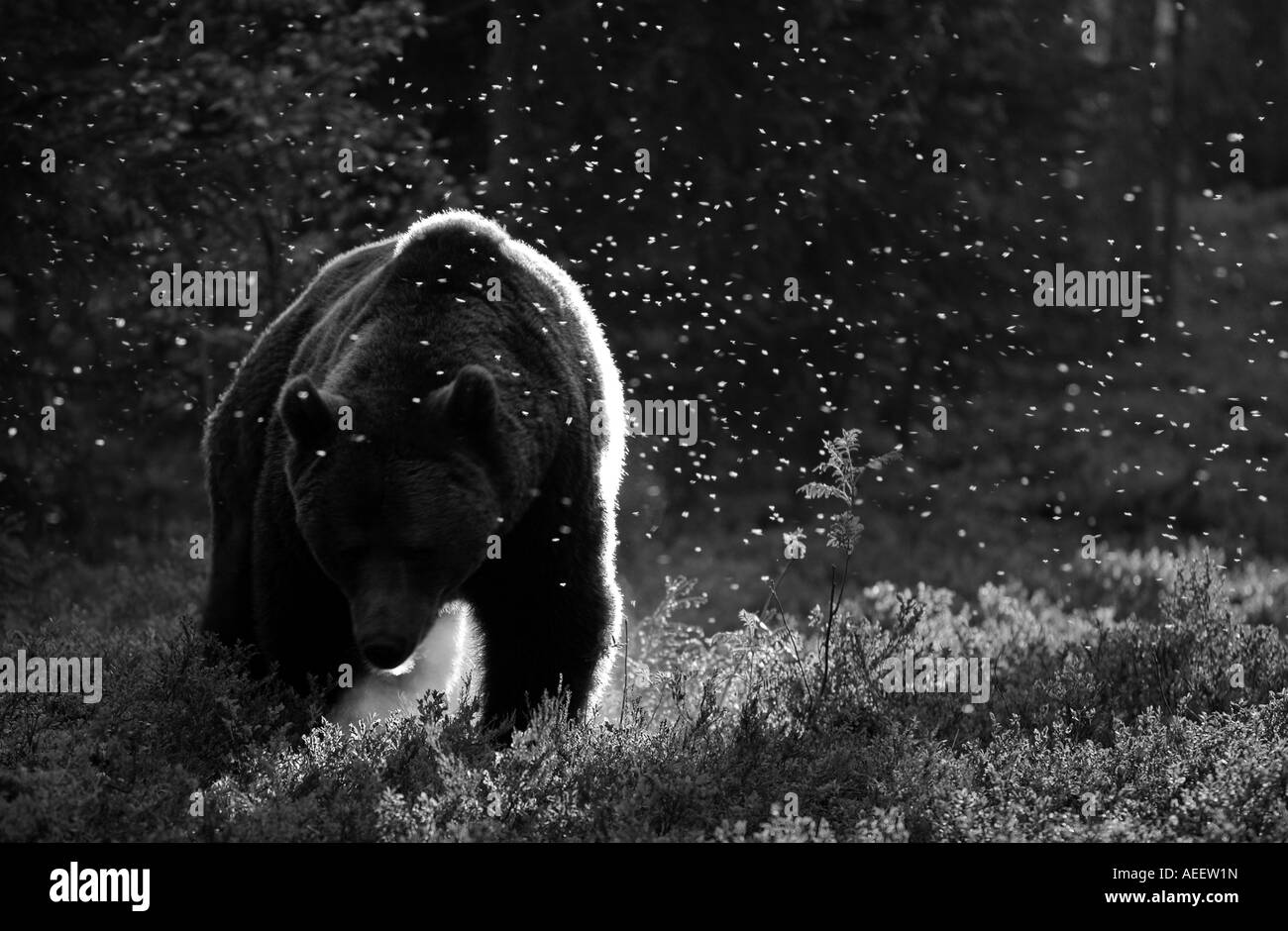 Ours brun marcher vers la caméra, éclairage arrière couvert de moustiques, en noir et blanc. Banque D'Images