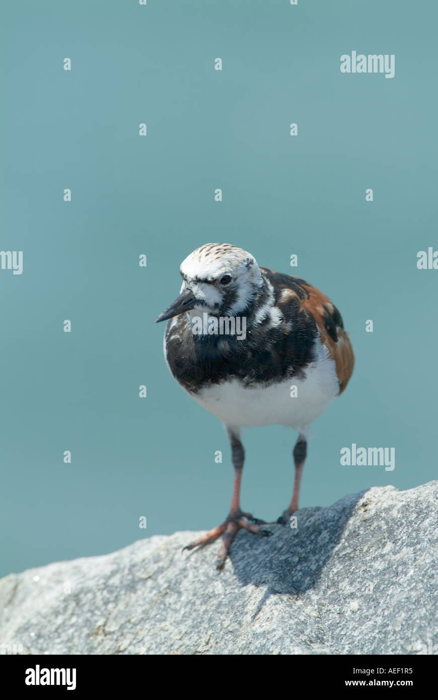 Sur un rocher rivage petit oiseaux côtiers Banque D'Images