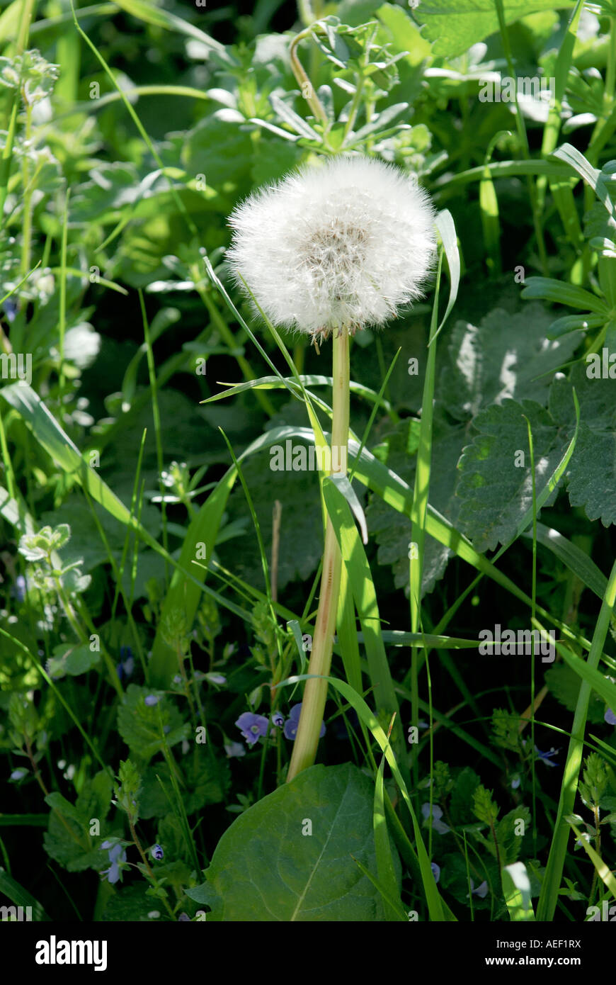 Dans les semences de pissenlit - Taraxacum. Banque D'Images