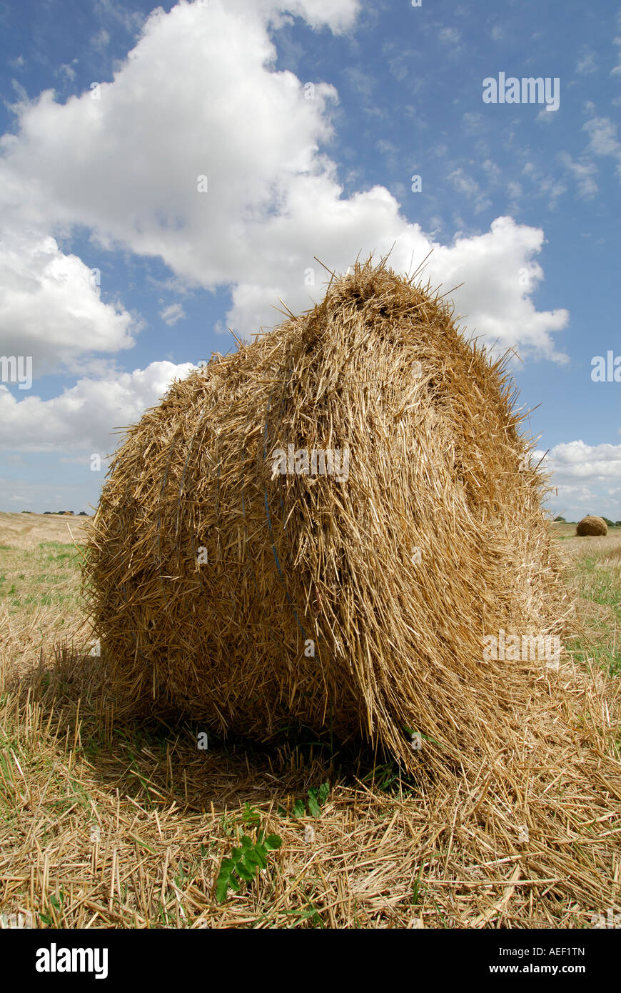 Balle de paille ronde, sud-Touraine, France. Banque D'Images