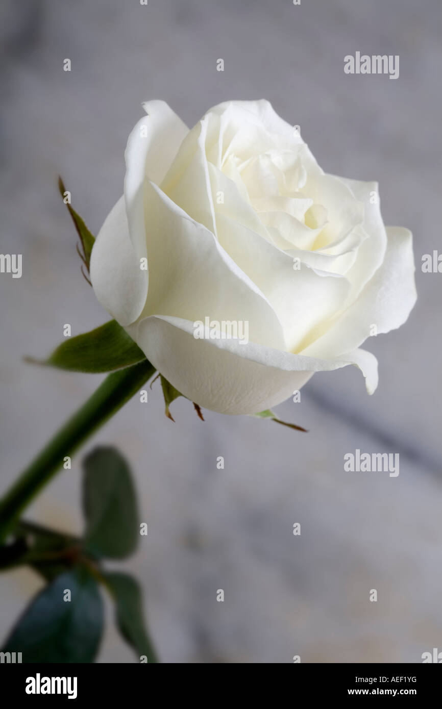 Rose blanche avec en fond fleur nature morte Banque D'Images