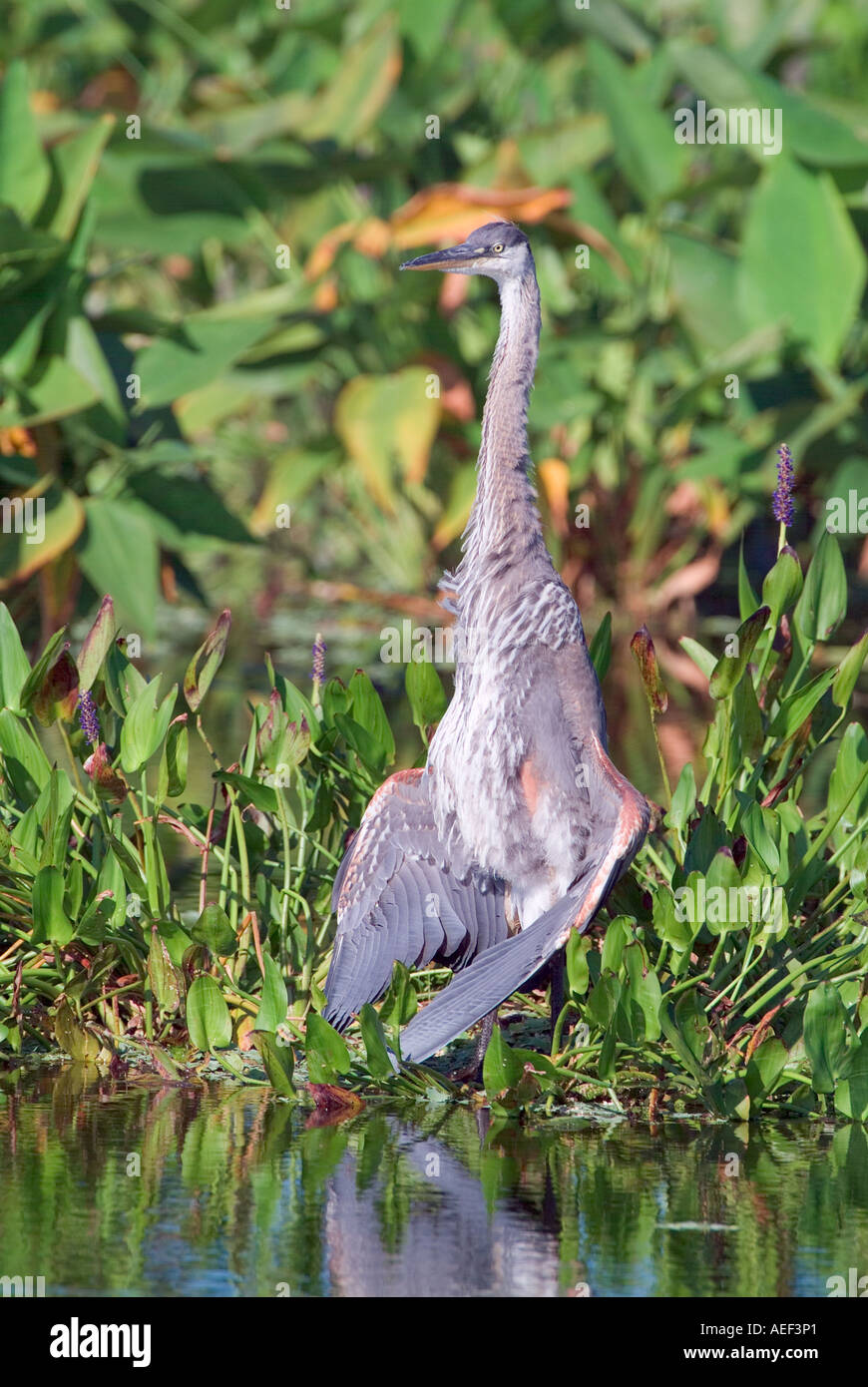 Grand héron Ardea herodias de l'ampleur pour sécher les ailes déployées sécher sur le comportement des oiseaux humide Banque D'Images