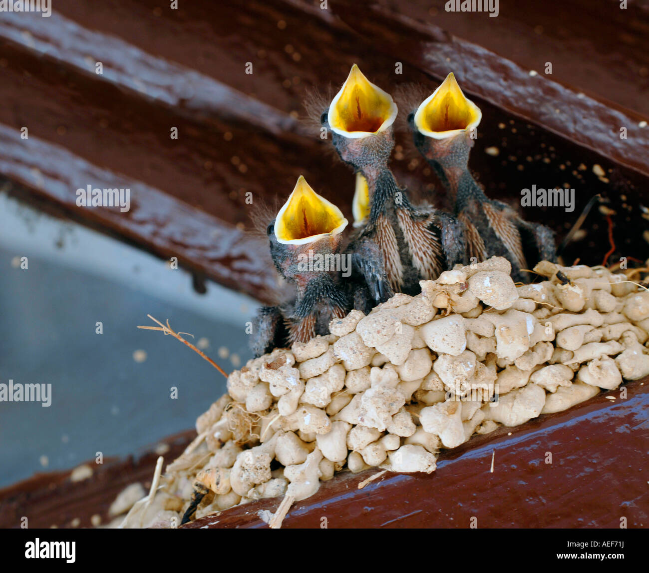 Petits oiseaux de bébé dans un nid pépiant à être nourris avec des becs béants Banque D'Images