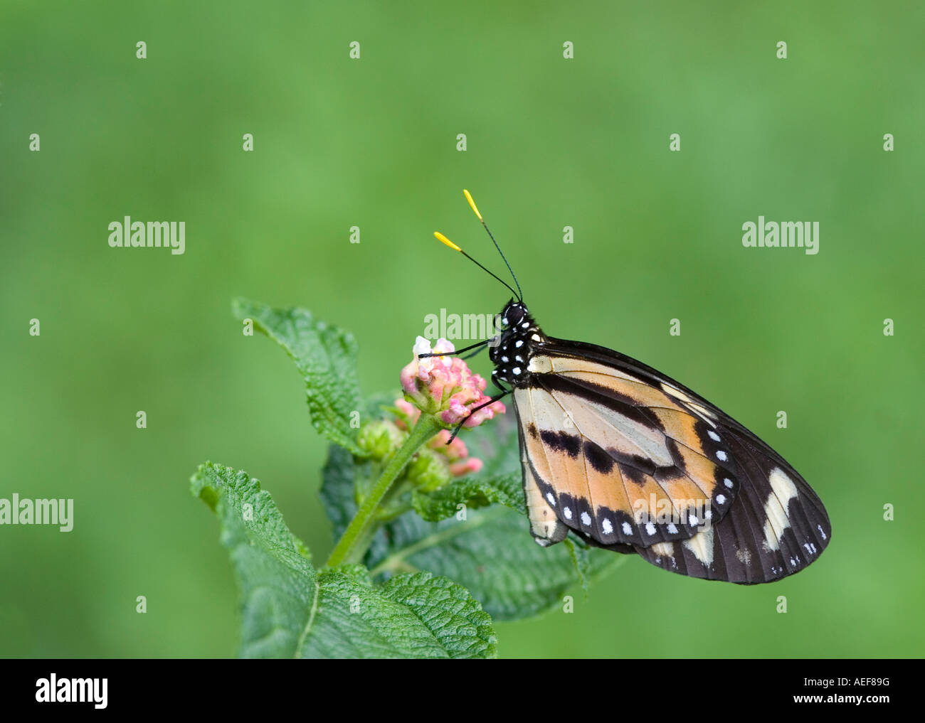 Butterfly contre fond vert. Photo prise dans le Cerrado brésilien. Banque D'Images