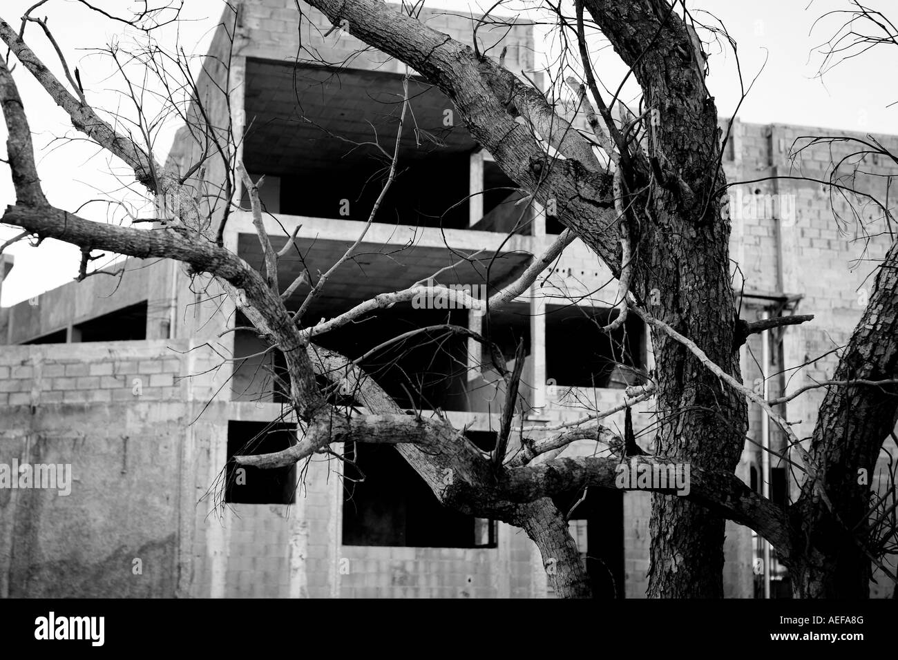 Arbre altéré en face du site de construction de l'hôtel endommagé Banque D'Images