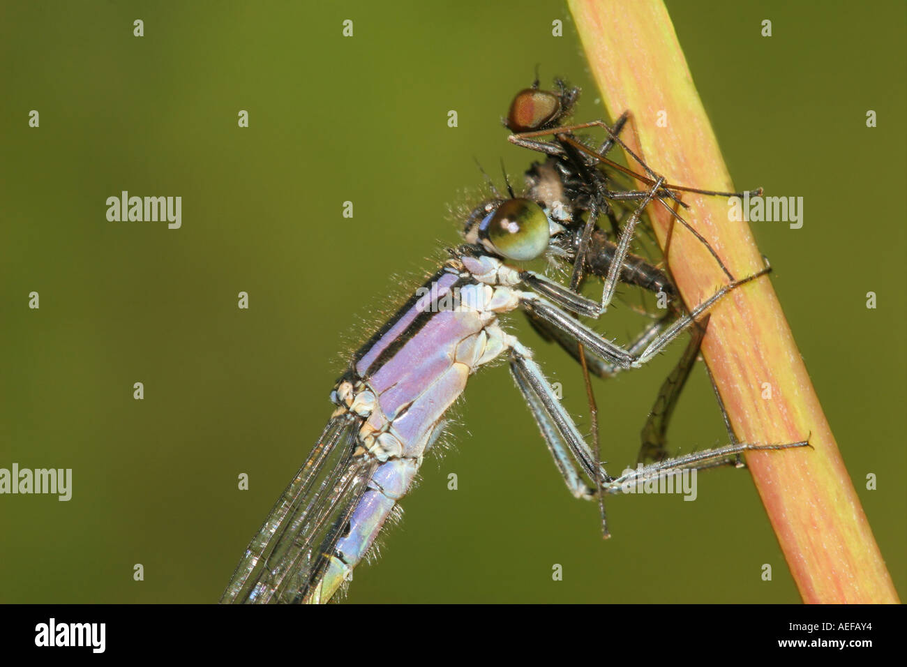 Demoiselle d'Ischnura elegans queue bleue qui se nourrit d'une mouche, granges bas Nature Reserve, County Durham UK Banque D'Images