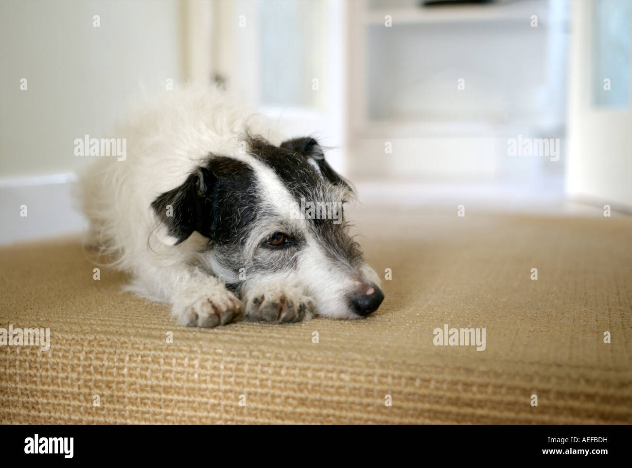 Jack Russell Terrier Banque D'Images