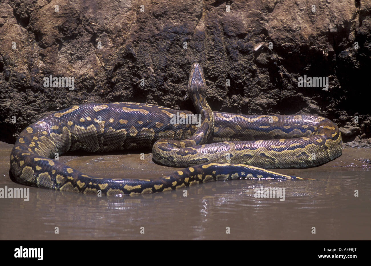 African Rock Python Python sebae Parc National de Masai Mara, Kenya Banque D'Images