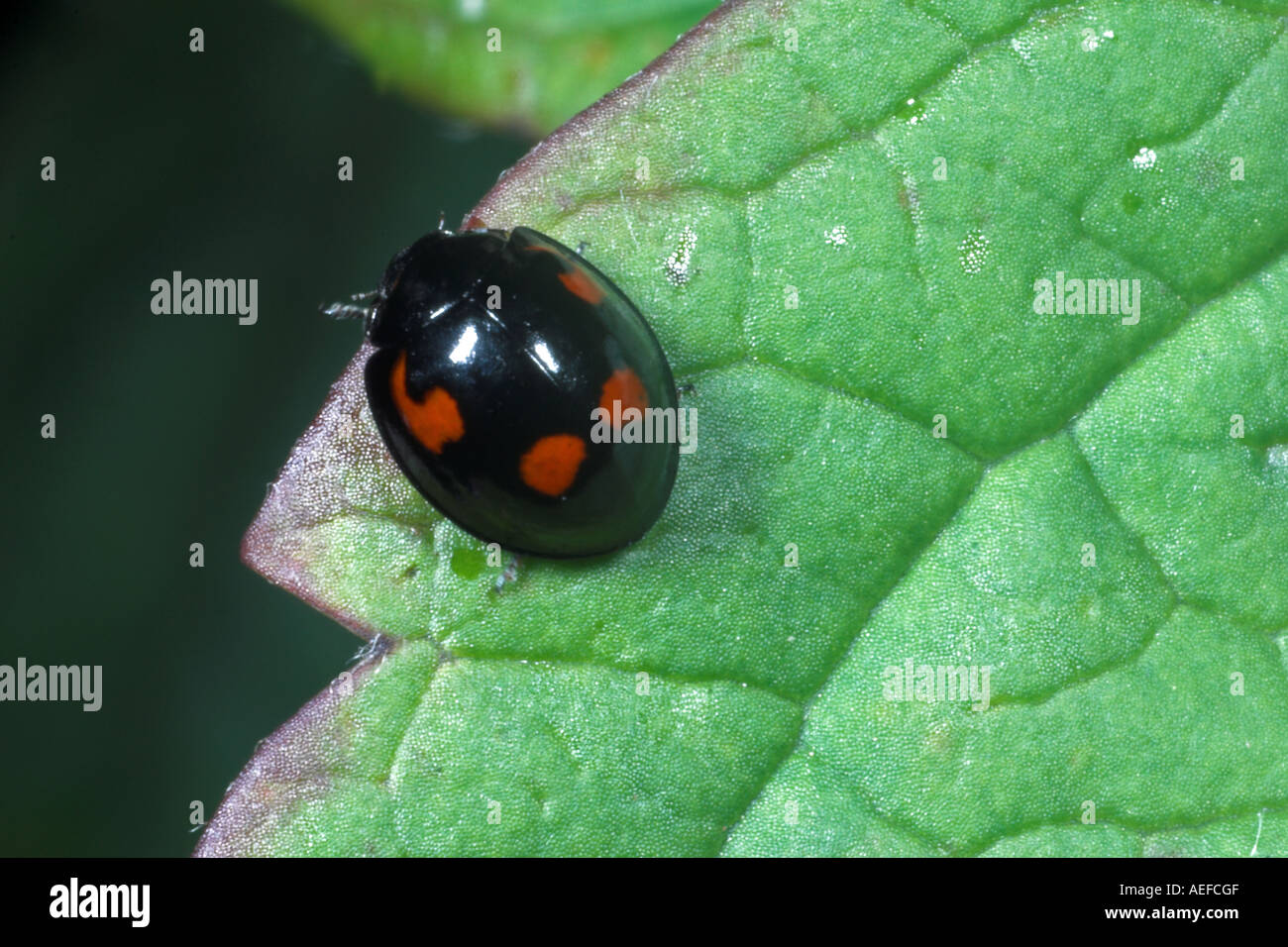 4-pin ou Ladybird ladybird Exochomus repéré 4-pustulatus sur feuille. Le Somerset. L'Angleterre Banque D'Images