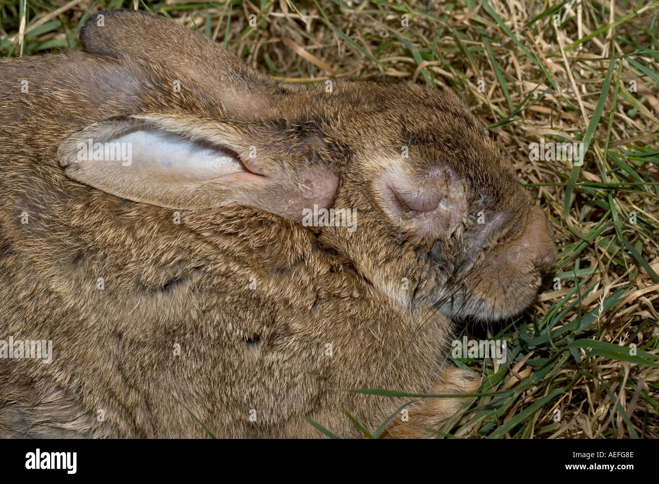 Lapin dans les dernières phases de myxomatose montrant l'enflure autour des yeux Cotswolds UK Banque D'Images