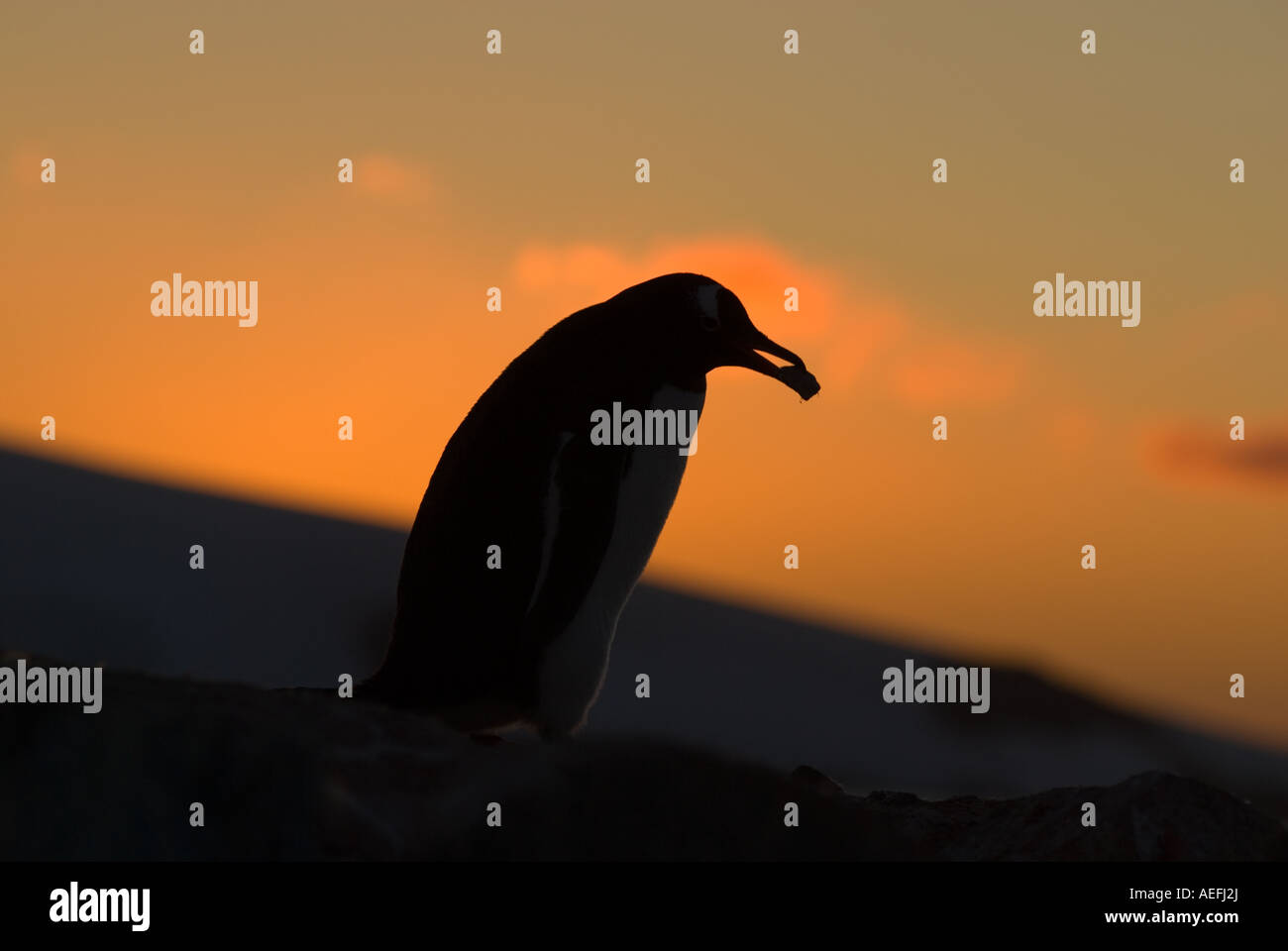 Gentoo pingouin Pygoscelis papua transportant une pierre de son nid au coucher du soleil l'ouest de Péninsule Antarctique Antarctique Banque D'Images