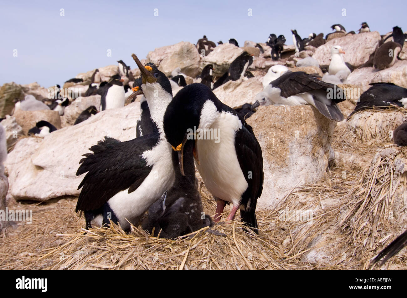 Aigrettes Phalacrocorax atriceps cormorans aux yeux bleus ou nourrir leur poussin nouvelle île Malouines Océan Atlantique Sud Banque D'Images