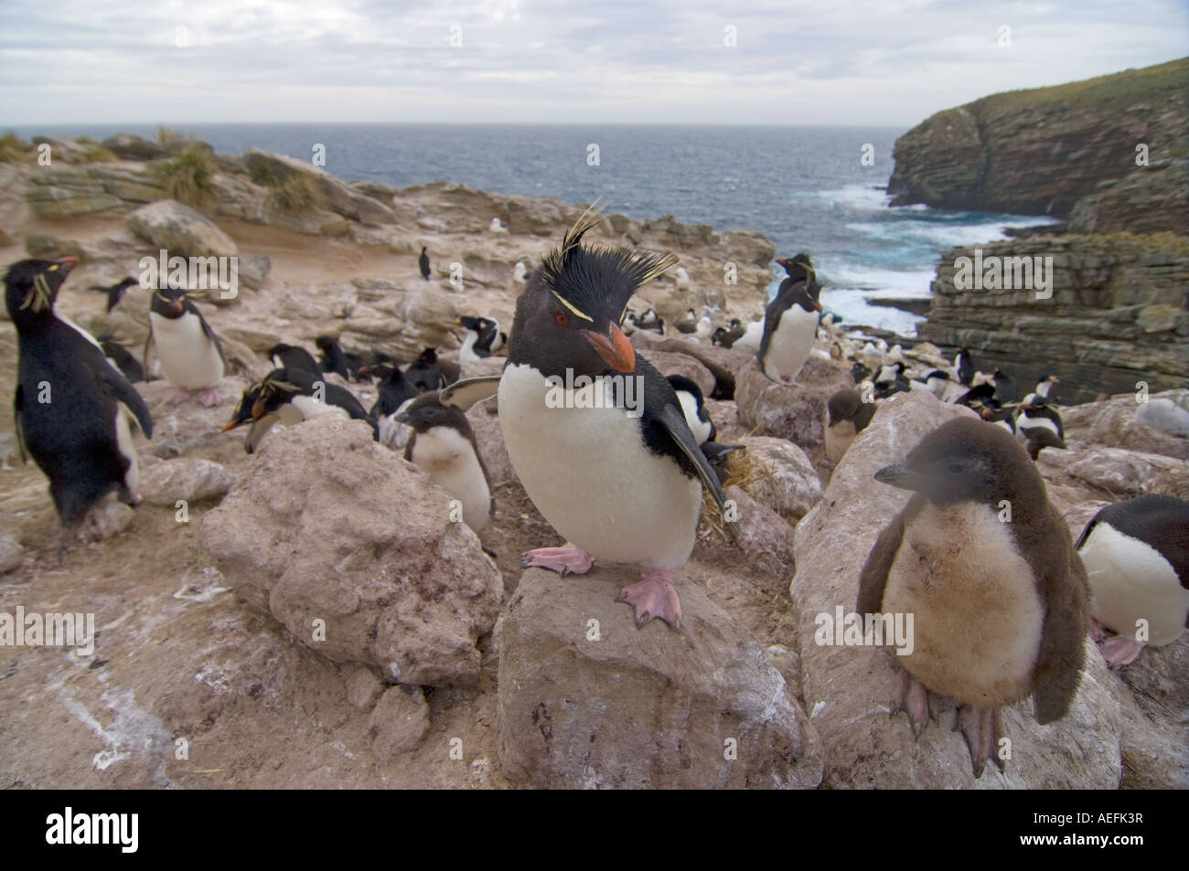 Penguin macaroni Eudyptes chrysolophus avec chick sur nouvelle île Malouines Océan Atlantique Sud Banque D'Images