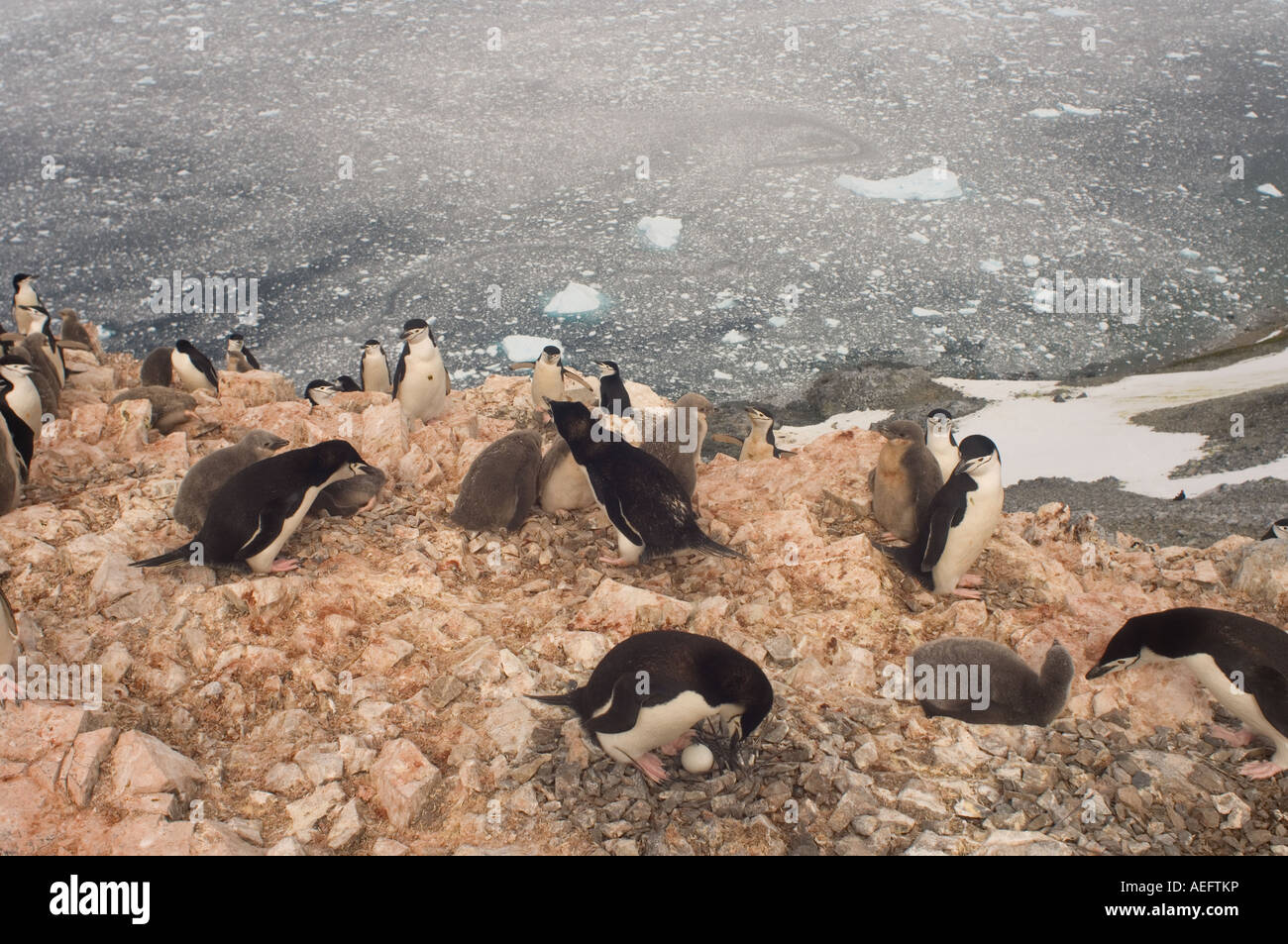 Manchot à jugulaire Pygoscelis antarctica colonie le long de la péninsule Antarctique de l'ouest de l'océan Antarctique Banque D'Images