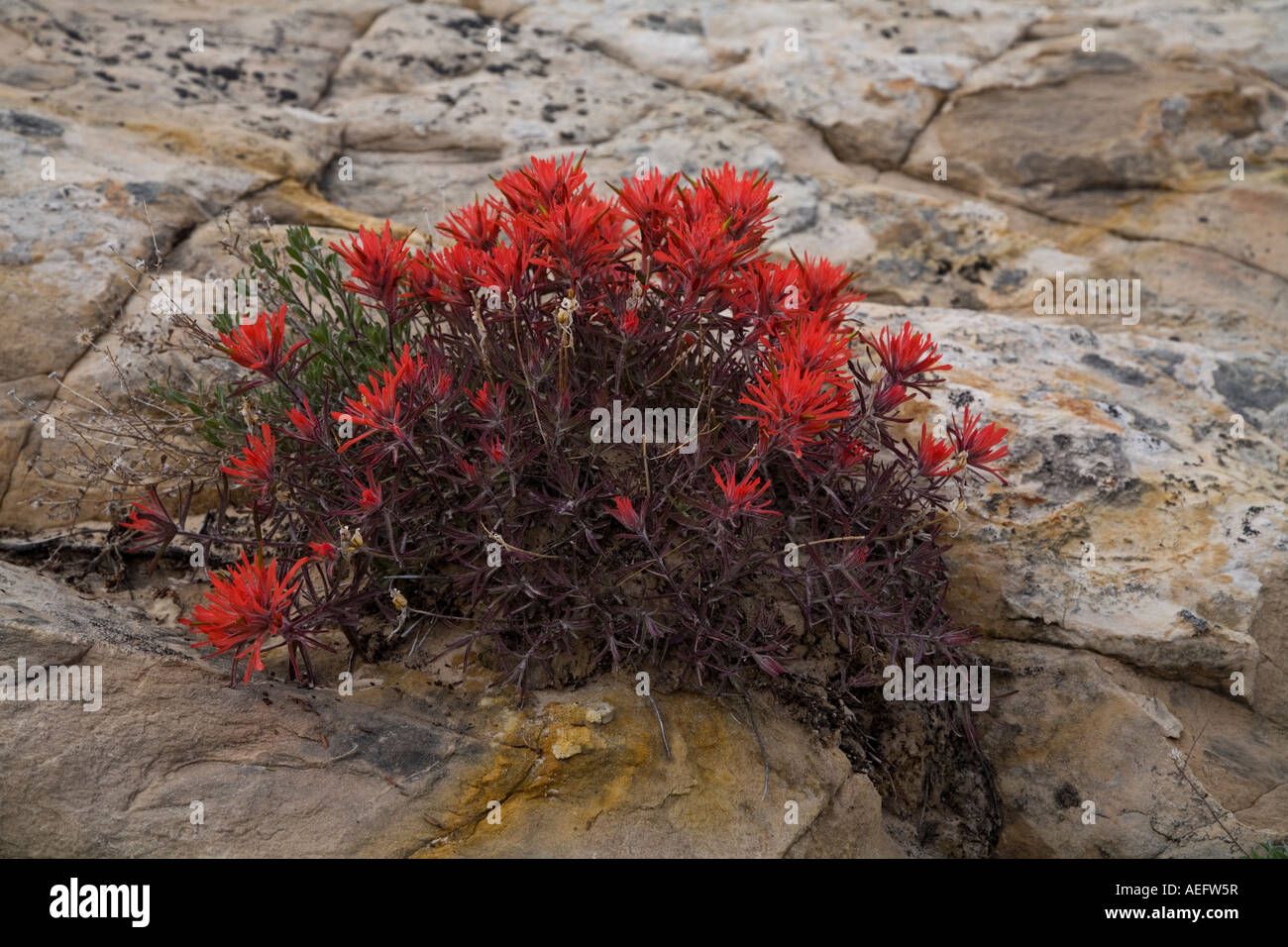 Les fleurs rouges de plus en plus rock de grès dans le sud de l'Utah Banque D'Images