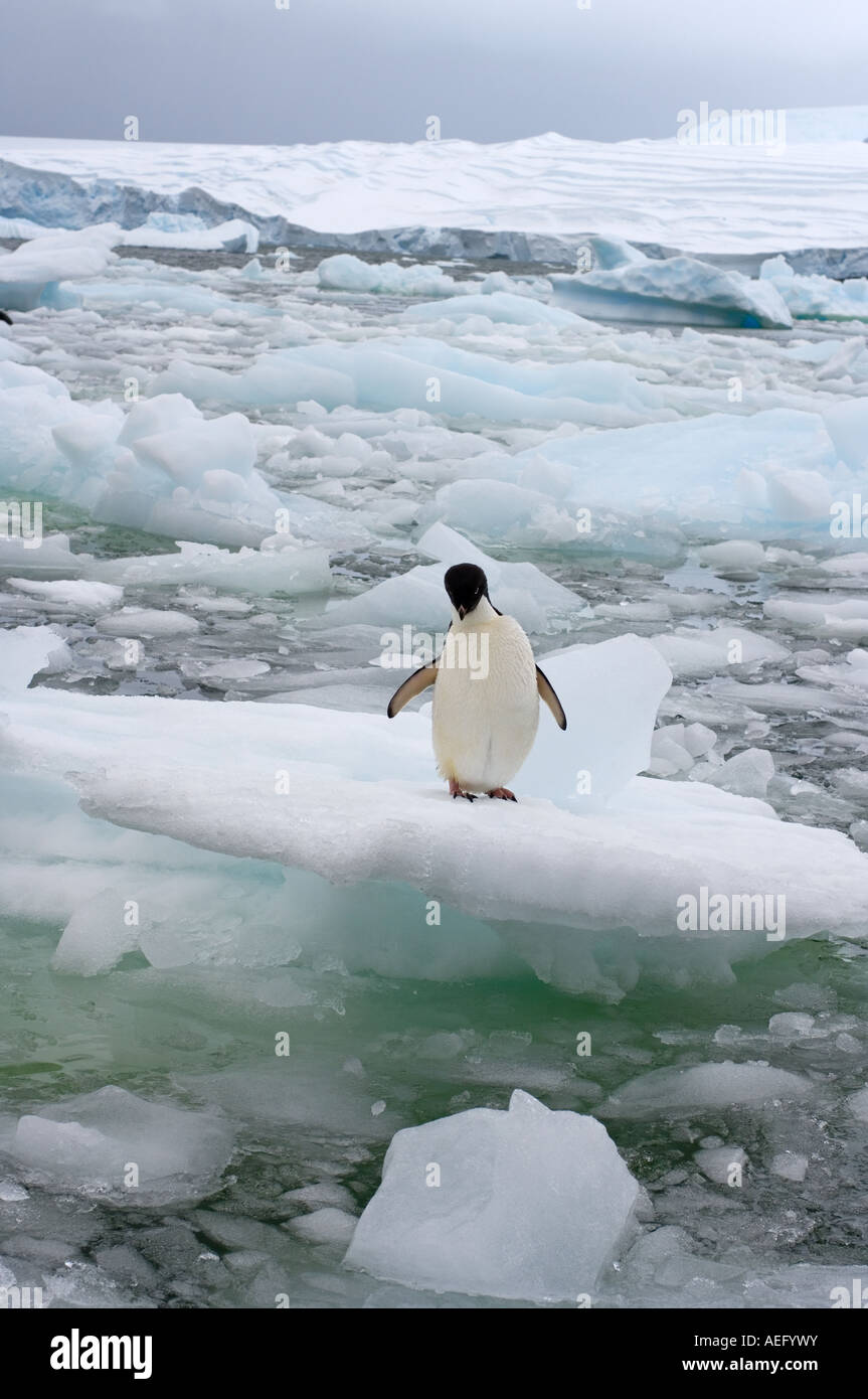 Adelie penguin Pygoscelis adeliae sur la glace le long de la péninsule Antarctique de l'ouest de l'océan Antarctique Banque D'Images
