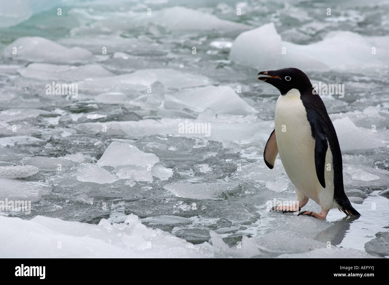 Adelie penguin Pygoscelis adeliae sur la glace le long de la péninsule Antarctique de l'ouest de l'océan Antarctique Banque D'Images
