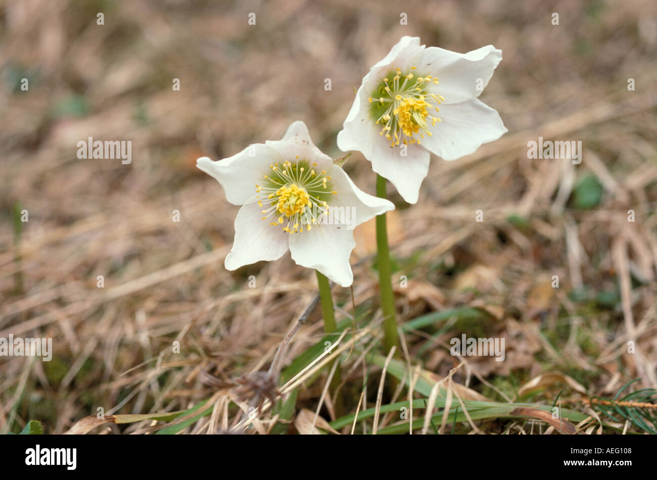 Fleur blanche neige de printemps fleurs roses Photo Stock - Alamy