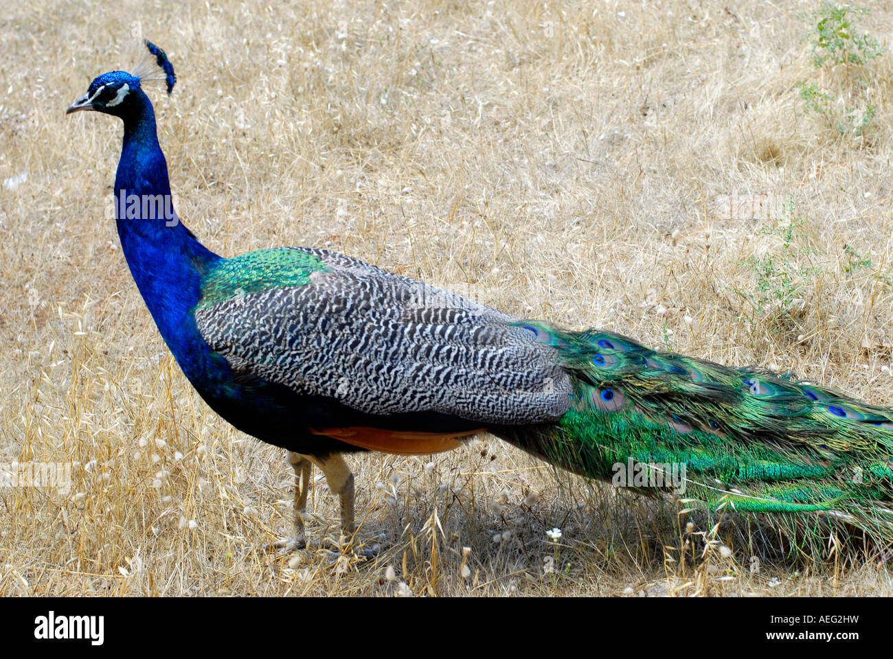 un paon Banque D'Images