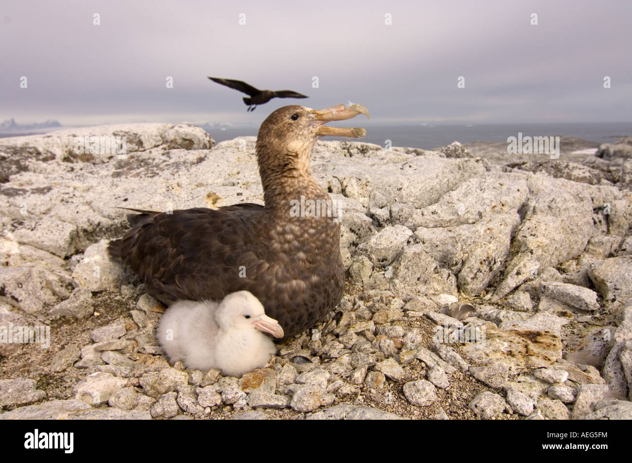 Pétrel géant Macronectes giganteus avec chick et brown skua Catharacta skua Antarctique Antarctique Antarctique ou Banque D'Images