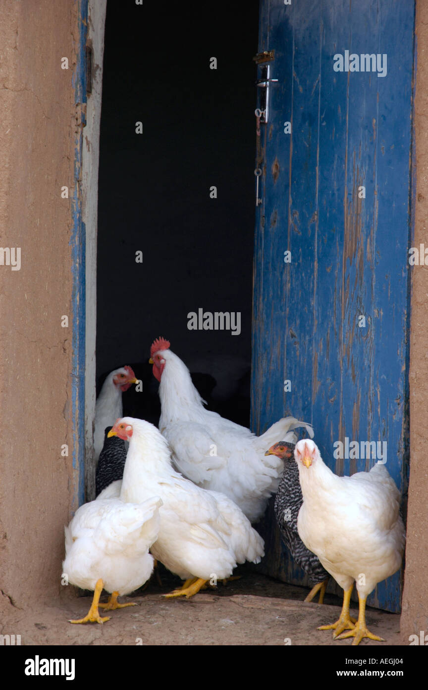 Poulets blancs de poulet dans le cadre d'un coup porte bleue en Afrique Lesotho Banque D'Images