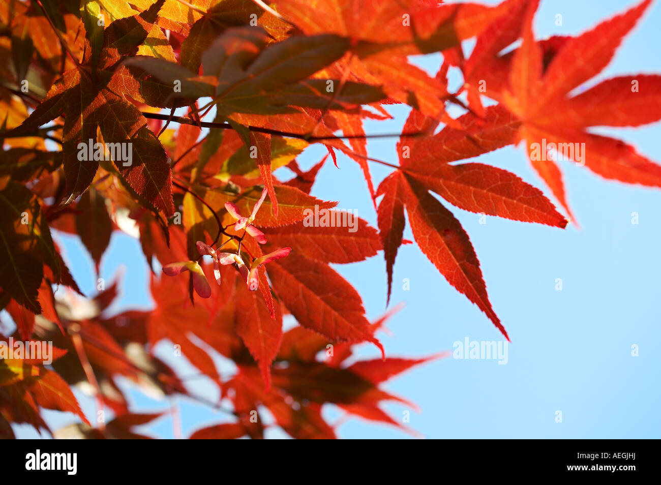 Acer palmatum atropurpureum érable japonais Banque D'Images