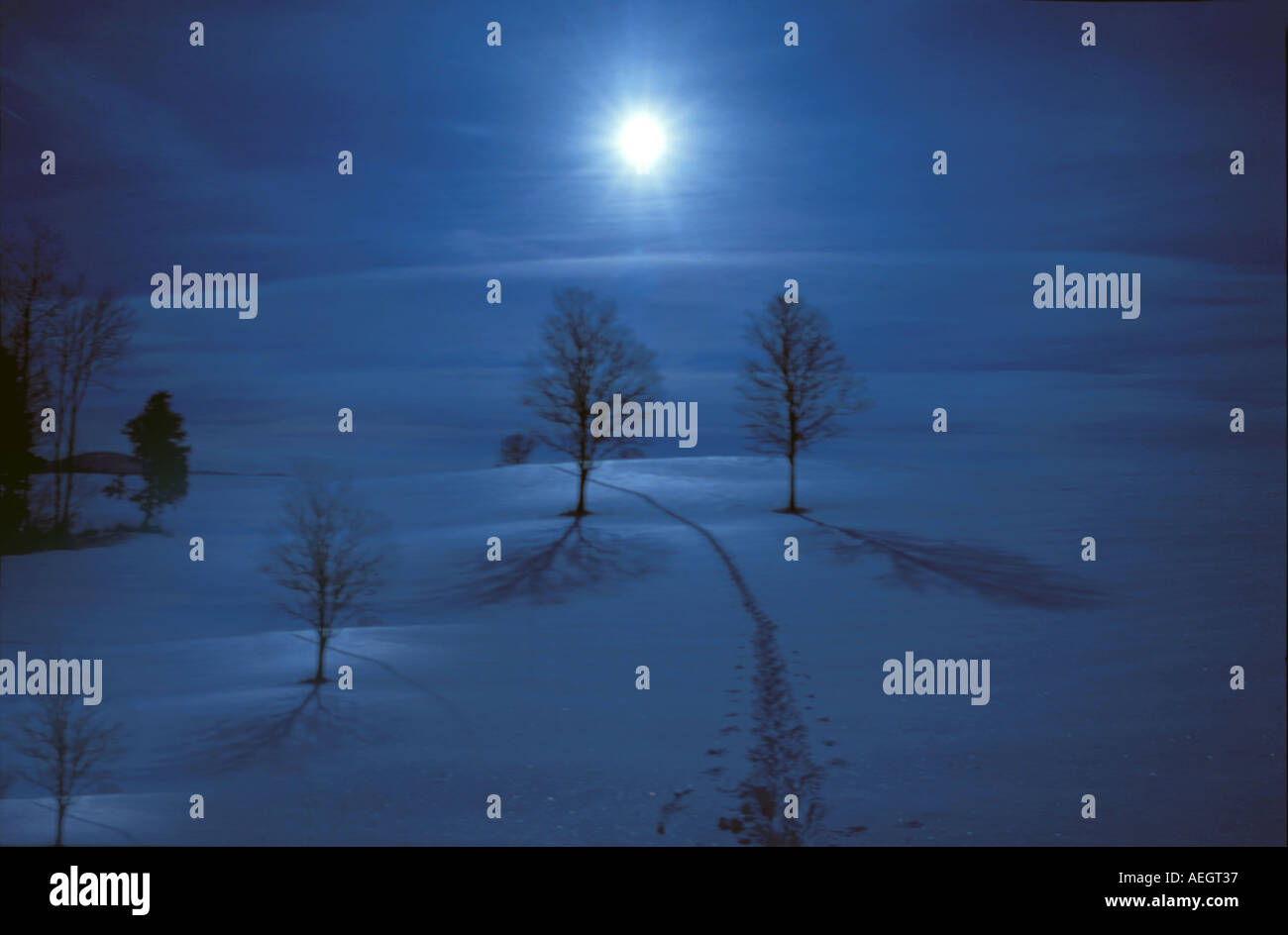 Scène de nuit des arbres dans la neige avec lune en arrière-plan Banque D'Images