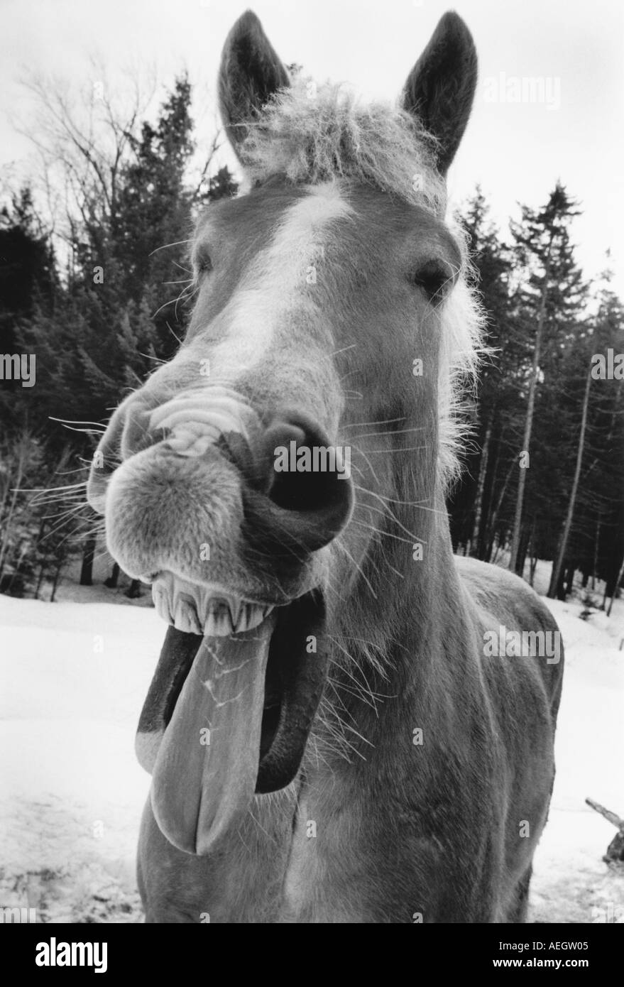 Portrait de cheval avec la bouche ouverte et la langue dehors Banque D'Images
