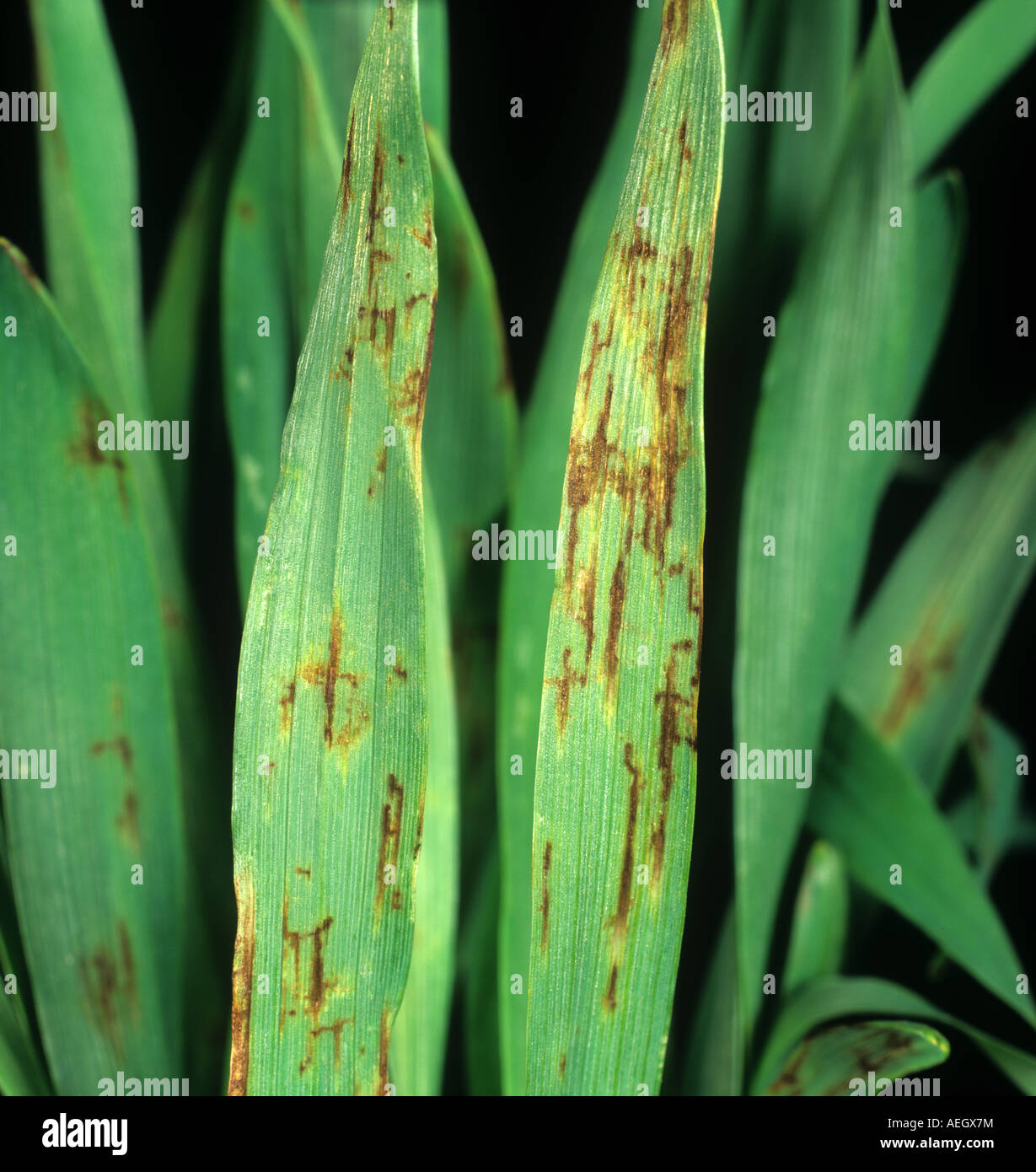 Pyrenophora teres réticulée lésions sur les jeunes feuilles de l'orge Banque D'Images