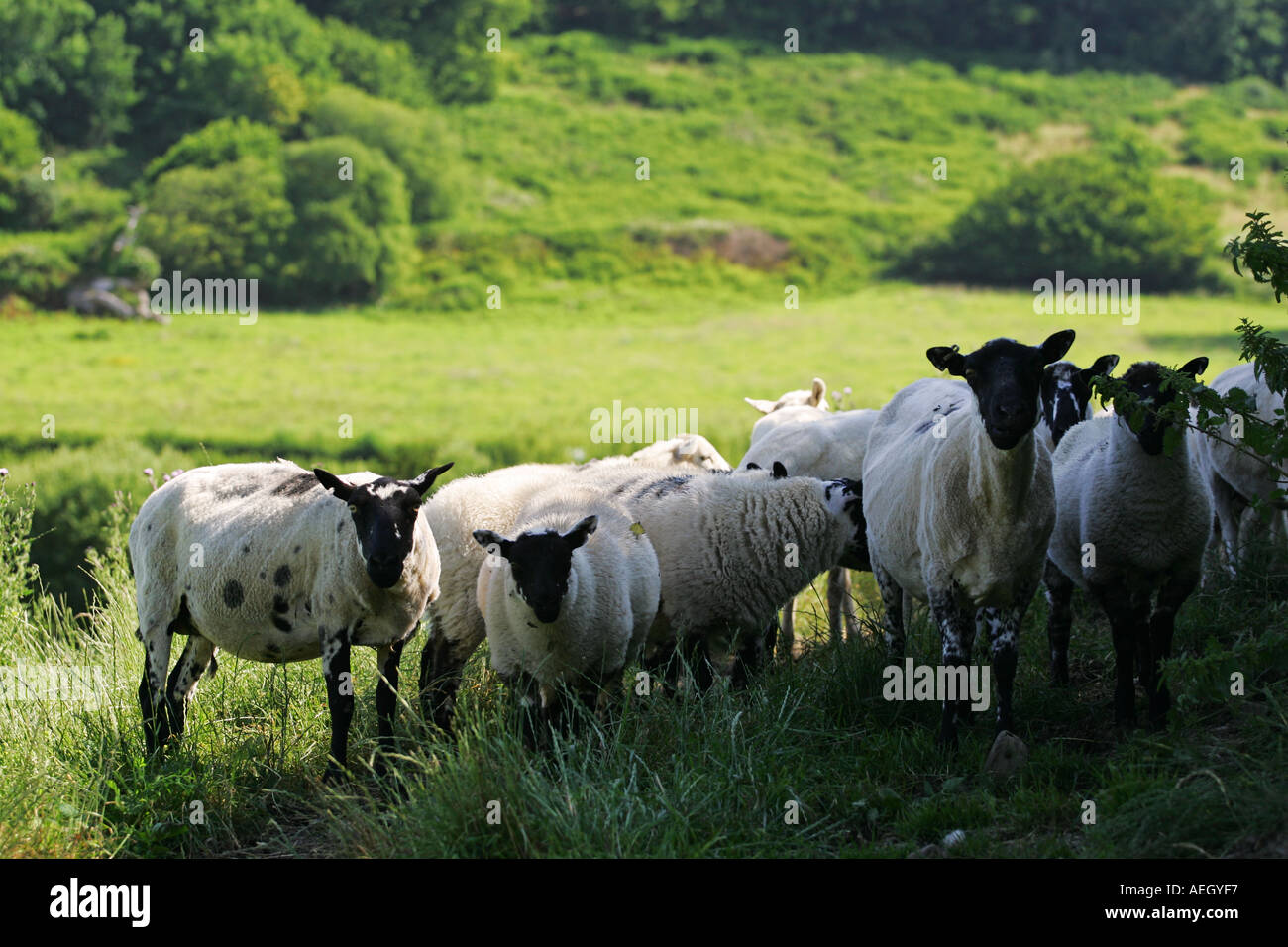 Un troupeau de curieux à la recherche des moutons blancs et noirs sur le côté d'un écrin de verdure au milieu de la vallée de gallois au Pays de Galles La Grande-Bretagne GB UK Banque D'Images