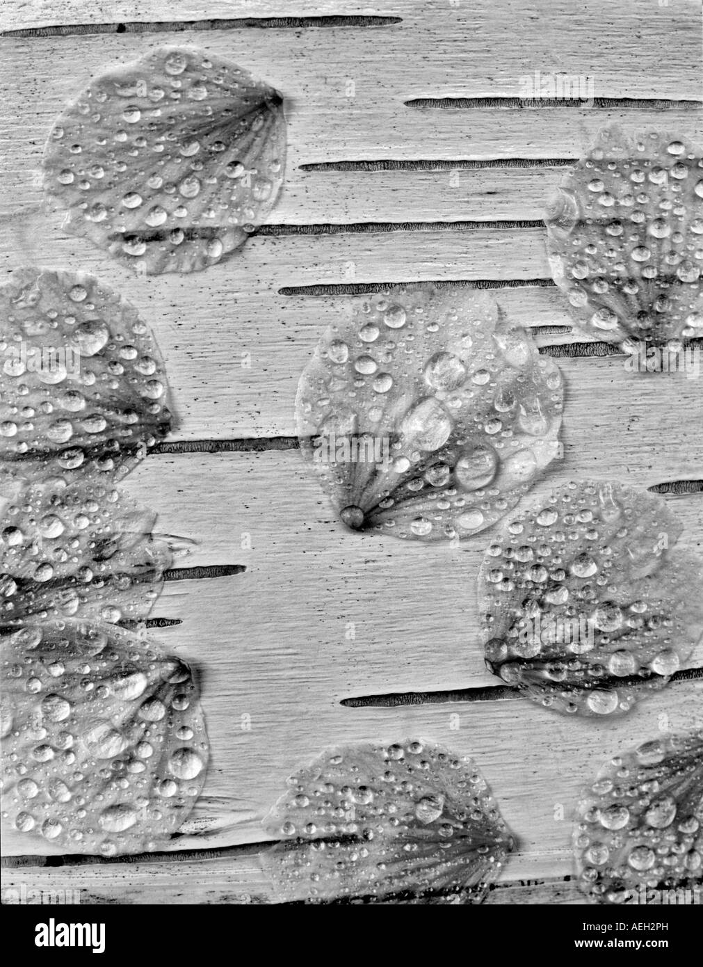 La floraison des fleurs de cerisier sur écorce de bouleau blanc Oregon Banque D'Images