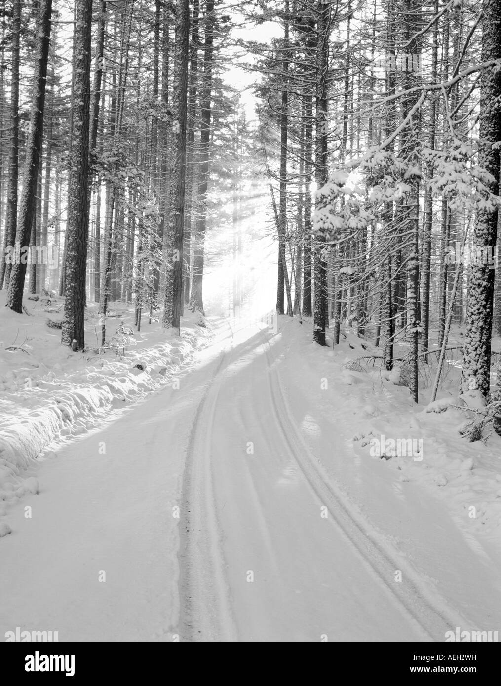 M00181M tiff Road dans la forêt nationale de deschutes avec de la neige et de l'Oregon sunburst Banque D'Images
