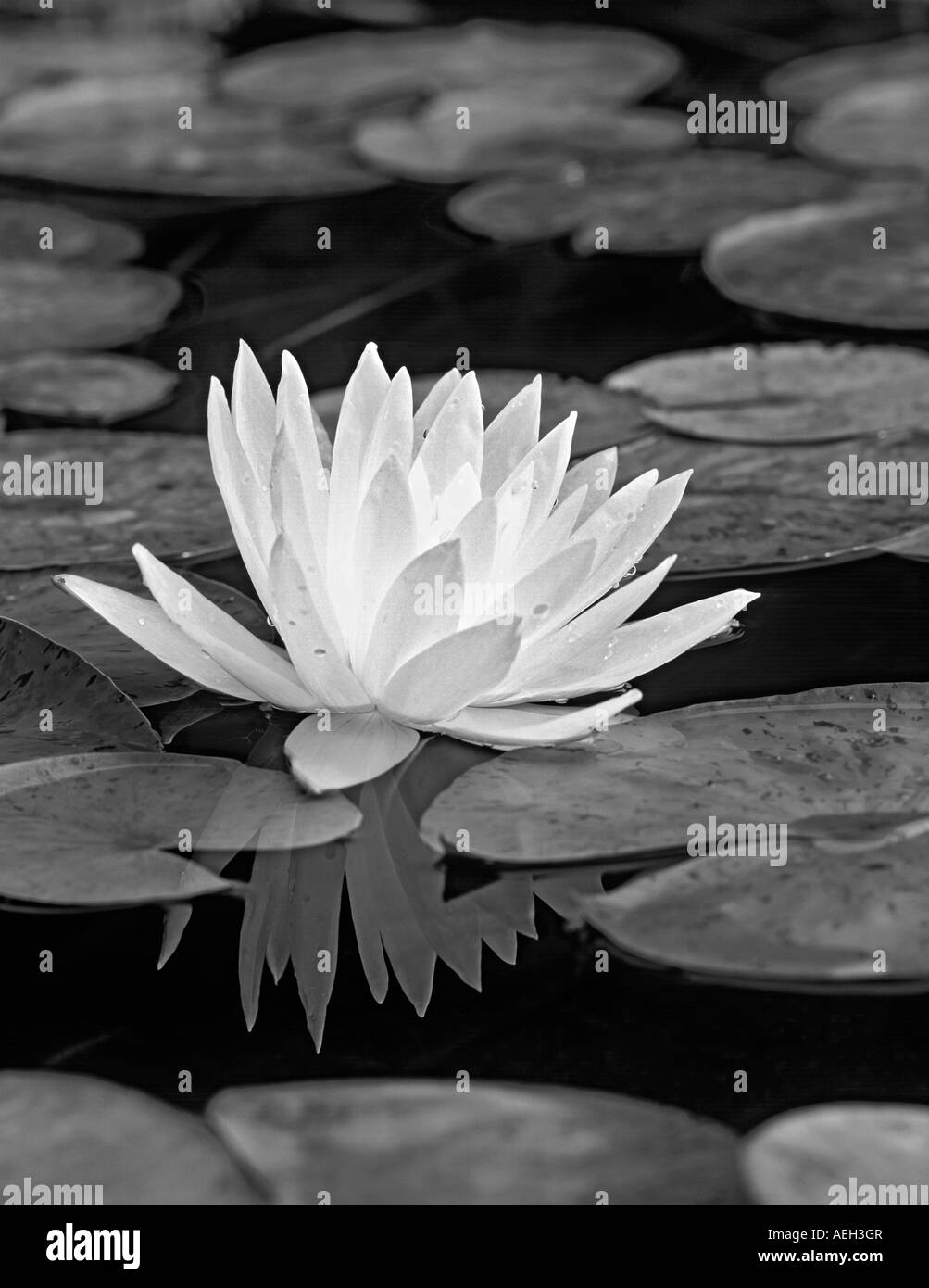 Nénuphar jaune dans l'étang avec réflexion Eugene Oregon Banque D'Images